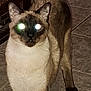 Zues joined the competition — help win amazing prizes! cat, siamese_cat, pet, indoor, tile_floor, glowing_eyes, flash, animal, feline, brown, cream, ears, tail, whiskers, door, toy, wood, floor, standing, curious