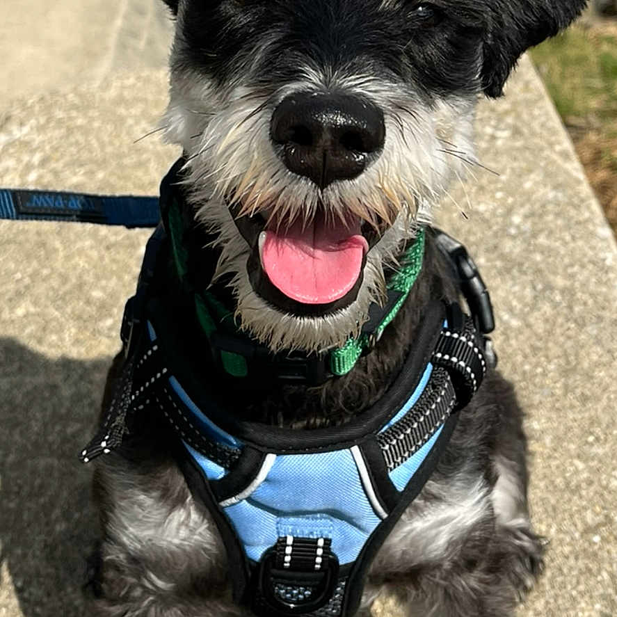 Winston joined the competition — help win amazing prizes! animal, black_and_white, canine, close_up, concrete, dog, fence, friendly, happy, harness, leash, outdoor, pet, playful, rocks, sitting, smiling, sunny, tongue_out, water