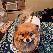 Stella Nutella is registered to the contest to win money with this photo: dog, pomeranian, pet, bed, blanket, fan, air_conditioner, indoor, fur, coat, curious, animal, small_dog, bedspread, pattern, home, cute, looking_up, furniture, room