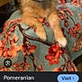Stella Nutella is registered to the contest to win money with this photo: dog, pomeranian, fluffy, pet, animal, indoor, blanket, floral_pattern, cute, small_dog, fur, face, ears, eyes, nose, resting, cozy, domestic, companion, looking