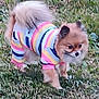 Stella Nutella is registered to the contest to win money with this photo: dog, grass, outdoor, small_dog, fluffy, cute, pet_clothing, colorful, striped, tail, ears, animal, nature, walking, standing, fur, canine, playful, daytime, pomeranian