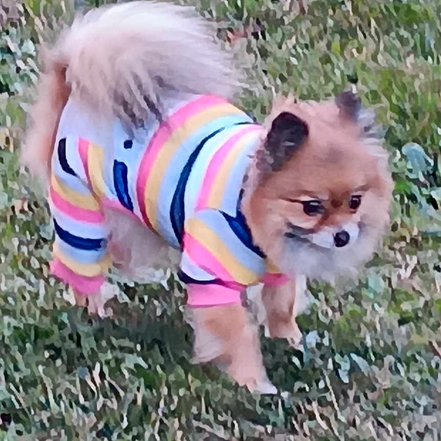 Stella Nutella is registered to the contest to win money with this photo: animal, canine, colorful, cute, daytime, dog, ears, fluffy, fur, grass, nature, outdoor, pet_clothing, playful, pomeranian, small_dog, standing, striped, tail, walking