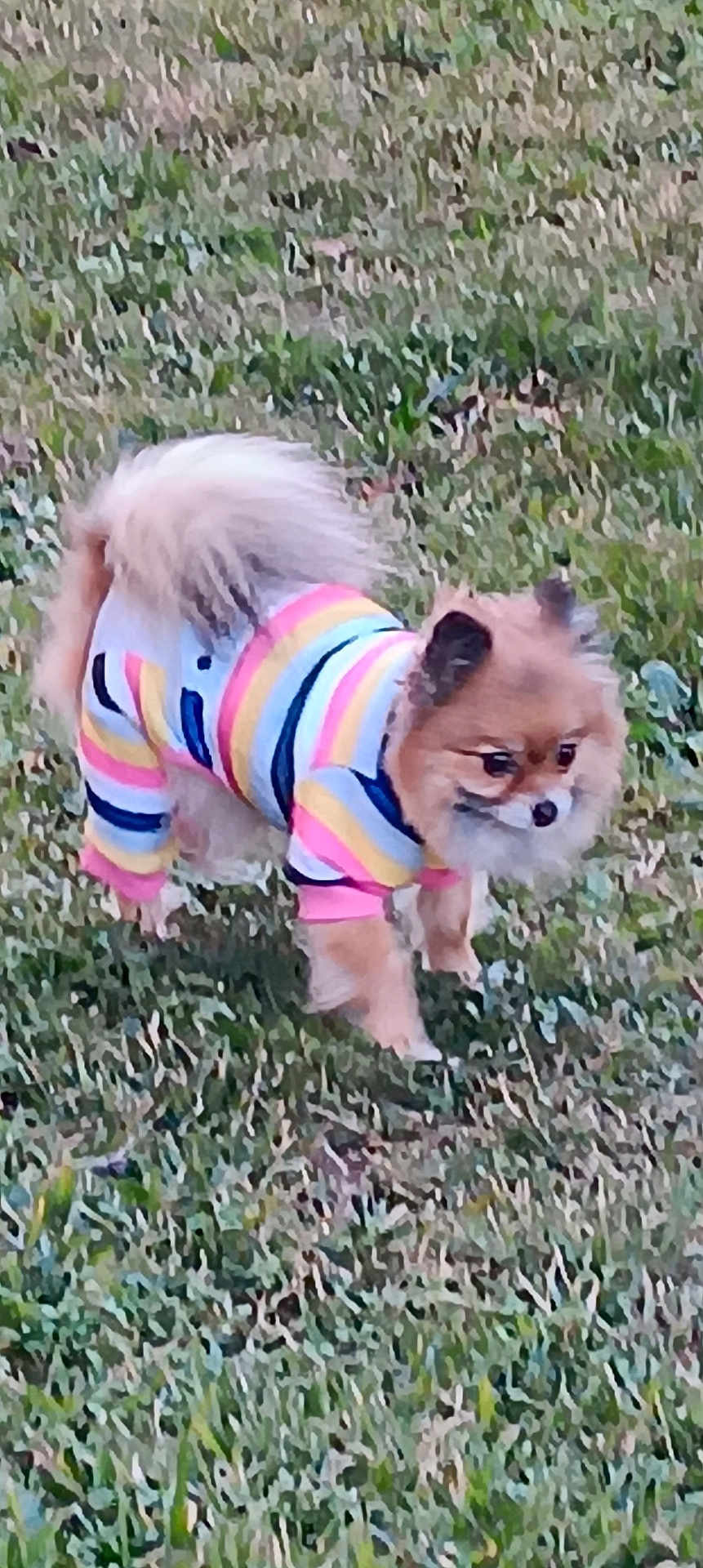 Stella Nutella is registered to the contest to win money with this photo: dog, grass, outdoor, small_dog, fluffy, cute, pet_clothing, colorful, striped, tail, ears, animal, nature, walking, standing, fur, canine, playful, daytime, pomeranian