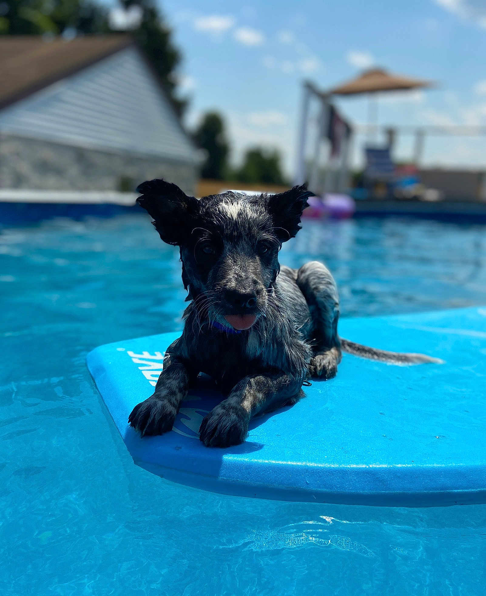 Blu