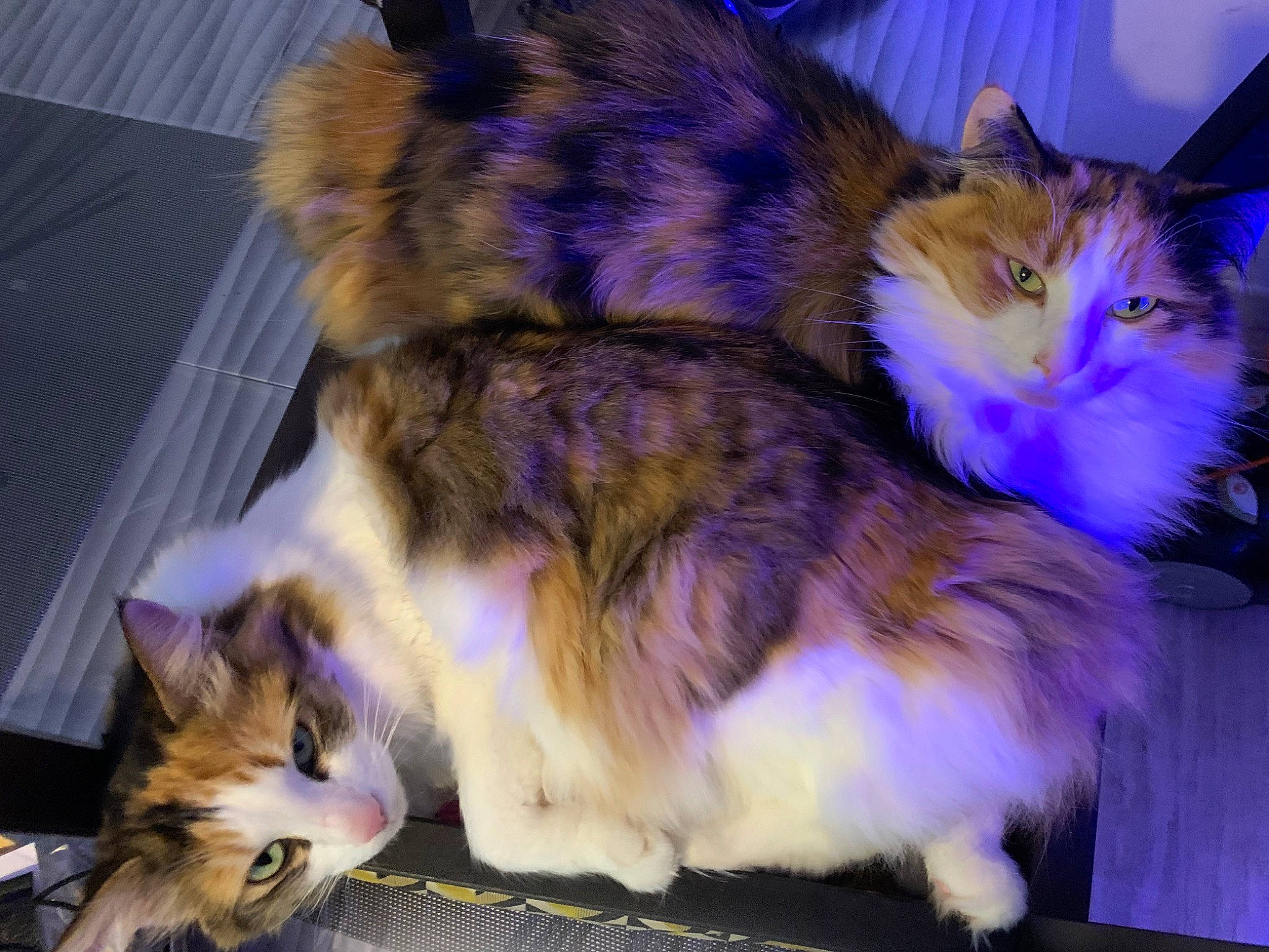 Maya a rejoint le concours — aidez-le/la à gagner de superbes lots ! carnivore, cat, claw, domestic_short_haired_cat, electric_blue, event, fawn, felidae, flooring, fur, lap, night, paw, small_to_medium_sized_cats, snout, tail, whiskers