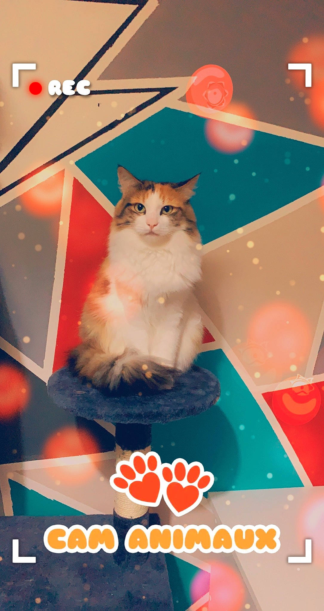 Maya a rejoint le concours — aidez-le/la à gagner de superbes lots ! advertising, art, box, carnivore, cat, cat_supply, event, fawn, felidae, font, fur, graphics, illustration, orange, pet_supply, photo_caption, poster, small_to_medium_sized_cats, snout, whiskers