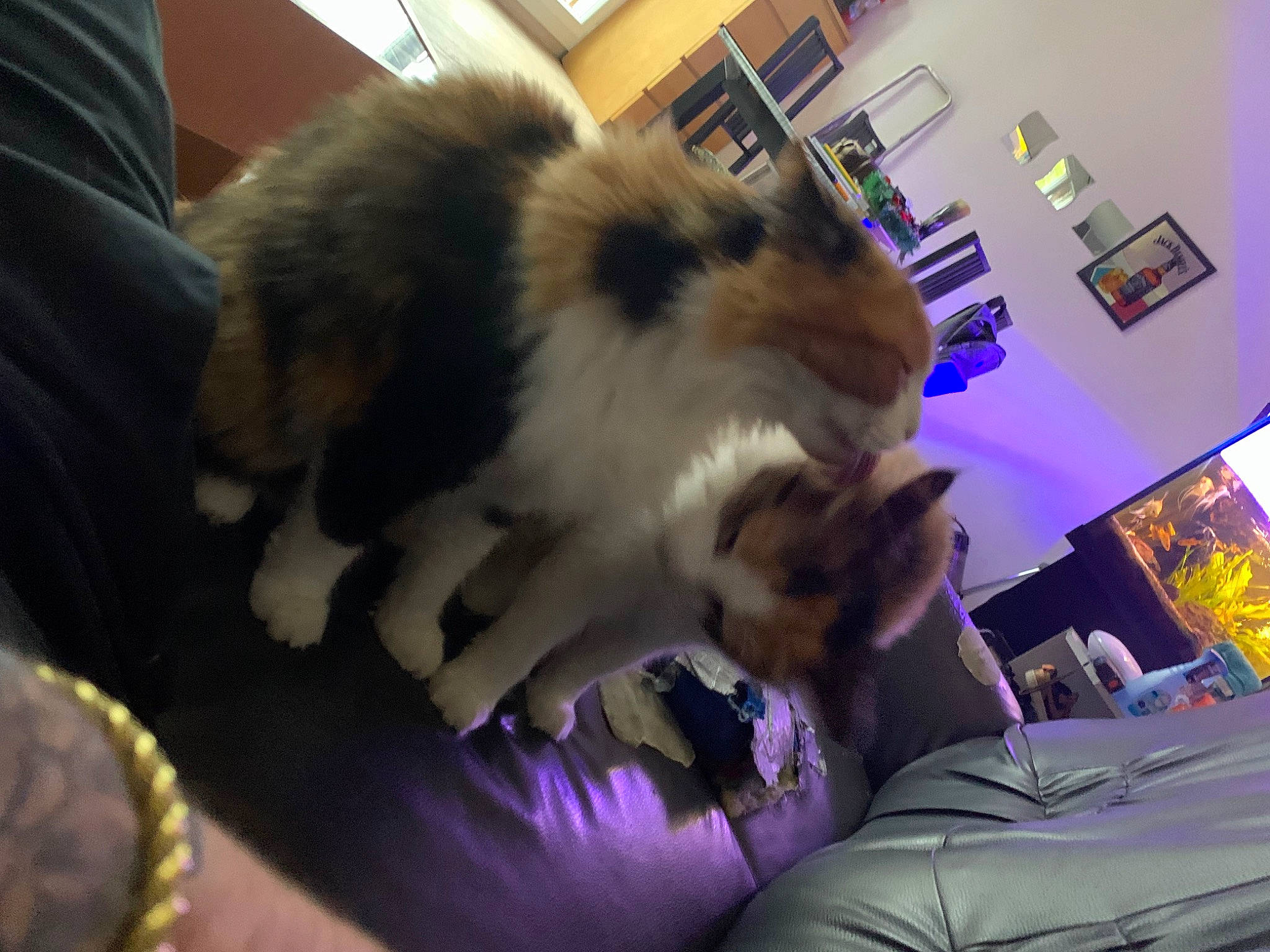 Maya a rejoint le concours — aidez-le/la à gagner de superbes lots ! canidae, carnivore, comfort, companion_dog, couch, dog, dog_breed, fawn, felidae, flooring, fun, fur, pet_supply, purple, small_to_medium_sized_cats, spitz, sporting_group, tail, toy_dog, whiskers