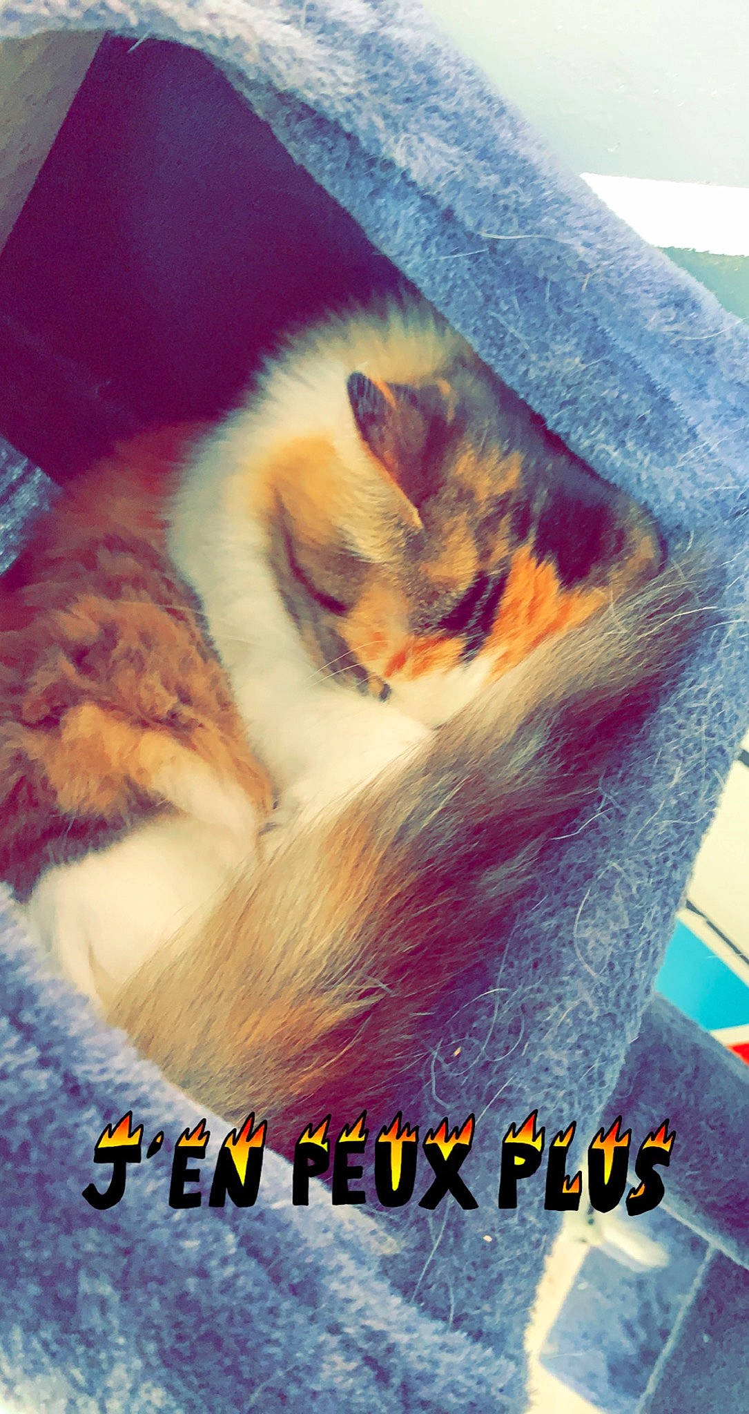 Maya a rejoint le concours — aidez-le/la à gagner de superbes lots ! canidae, carnivore, cat, comfort, companion_dog, fawn, felidae, font, fur, happy, lap, love, musical_instrument, nap, paw, photo_caption, small_to_medium_sized_cats, tail, whiskers, wildlife