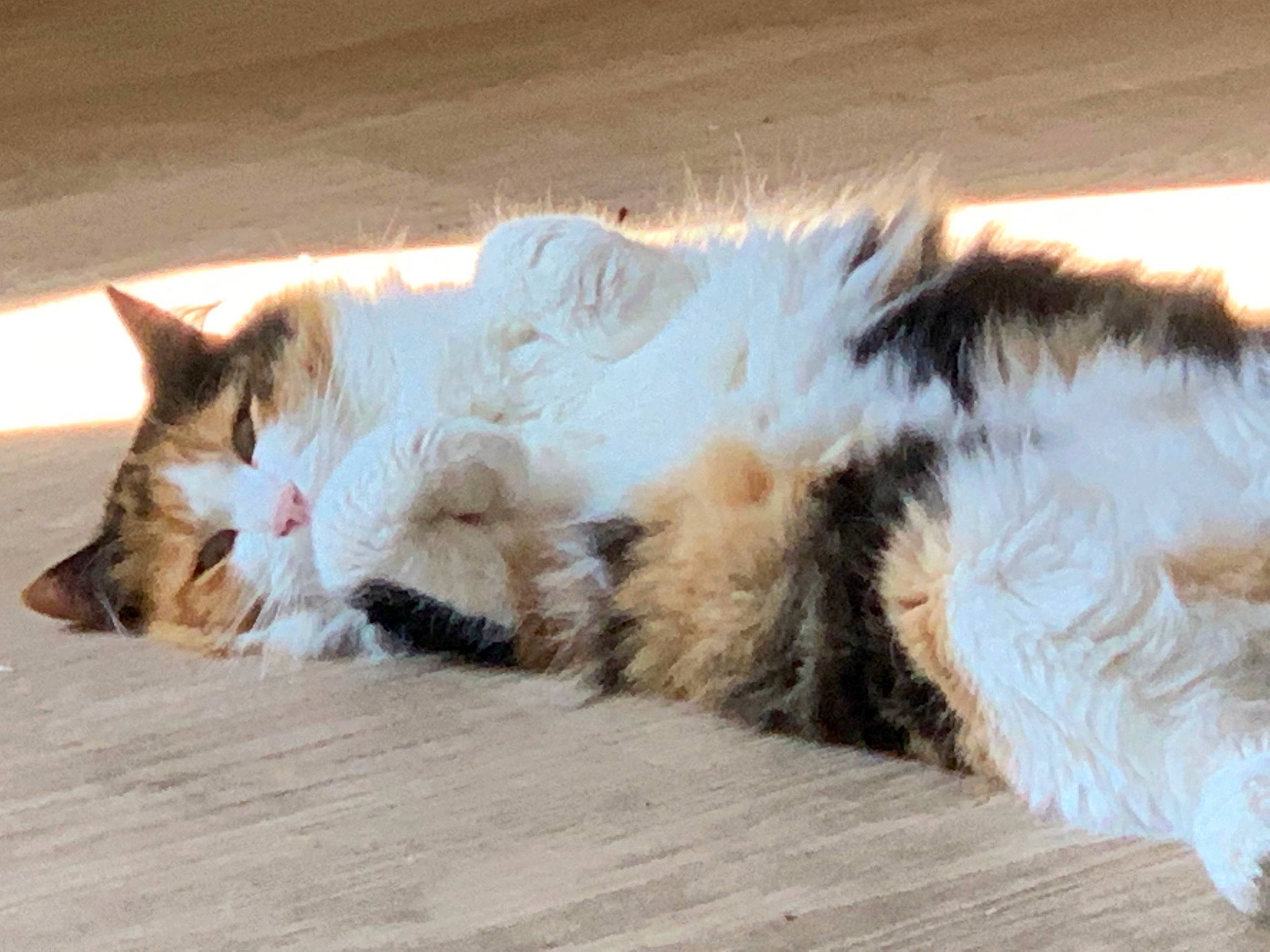 Boulette participe au concours pour gagner de l'argent avec cette photo : carnivore, cat, claw, comfort, domestic_short_haired_cat, eye, fawn, felidae, flooring, fur, hardwood, nap, paw, sleep, small_to_medium_sized_cats, tail, terrestrial_animal, whiskers, window, wood