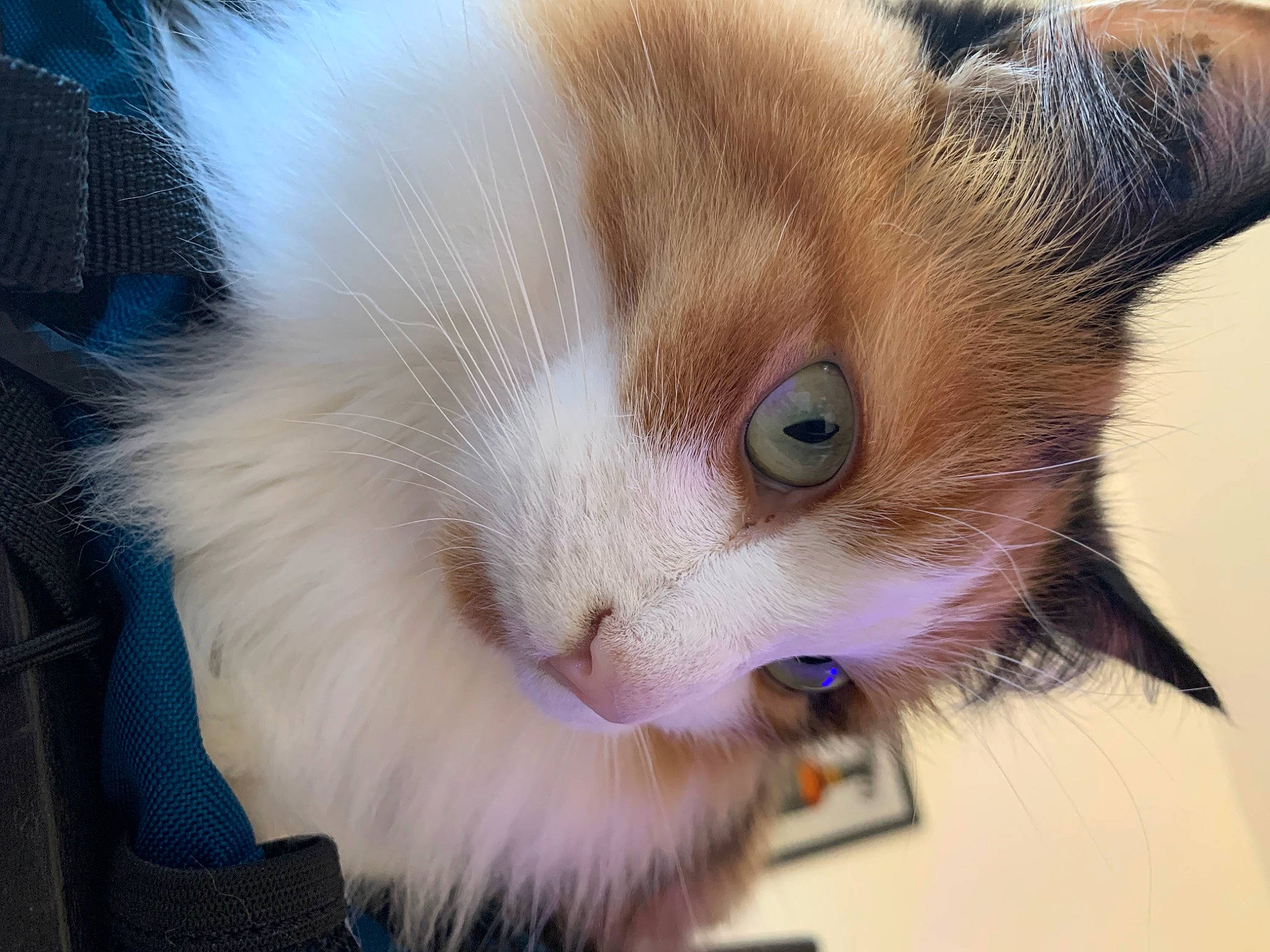 Boulette participe au concours pour gagner de l'argent avec cette photo : carnivore, cat, claw, domestic_short_haired_cat, ear, fawn, felidae, fur, paw, small_to_medium_sized_cats, snout, tail, whiskers, window