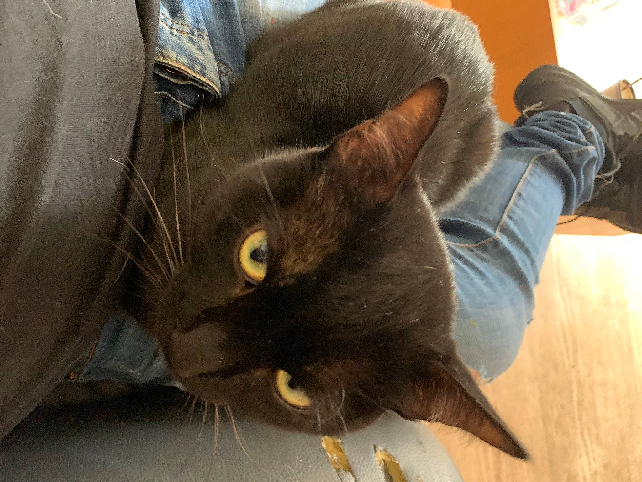 Bibou participe au concours pour gagner de l'argent avec cette photo : black_cat, carnivore, cat, claw, comfort, domestic_short_haired_cat, ear, felidae, flooring, fur, gesture, hardwood, havana_brown, leather, small_to_medium_sized_cats, snout, tail, varnish, whiskers, wood