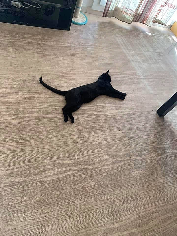 Bibou a rejoint le concours — aidez-le/la à gagner de superbes lots ! carnivore, cat, comfort, companion_dog, dog, dog_breed, fawn, felidae, floor, flooring, grey, hardwood, laminate_flooring, small_to_medium_sized_cats, snout, tail, tints_and_shades, whiskers, wood, working_animal