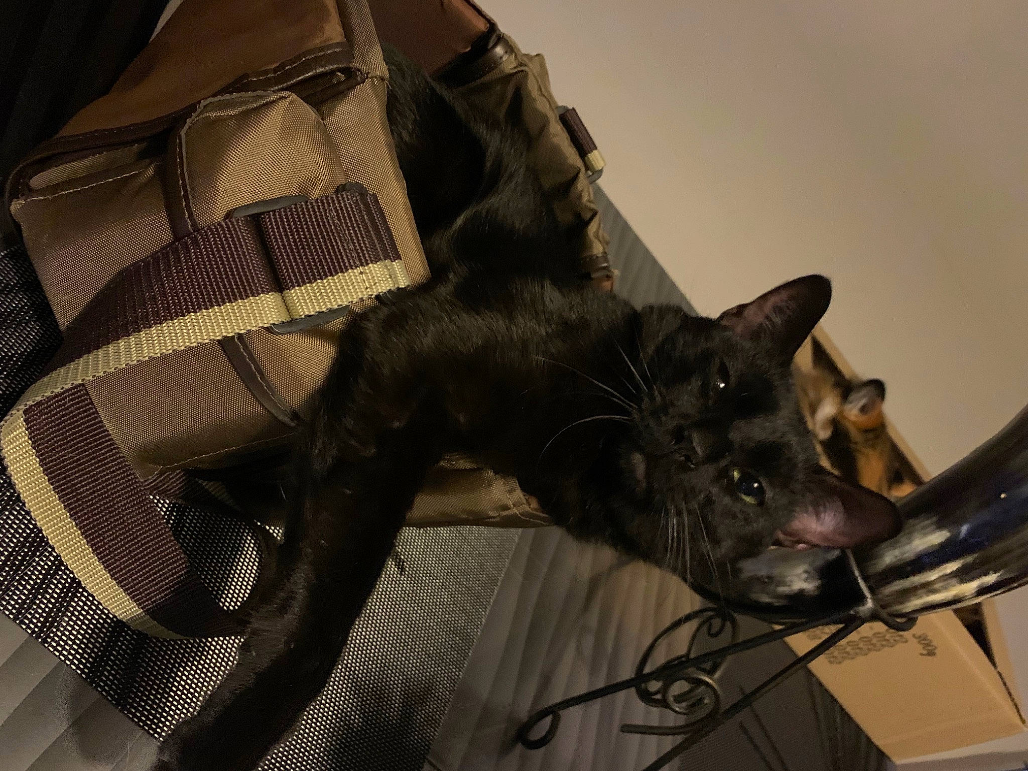 Bibou participe au concours pour gagner de l'argent avec cette photo : art, black_cat, canidae, carmine, carnivore, cat, dog_breed, domestic_short_haired_cat, felidae, fictional_character, grey, metal, pattern, sculpture, small_to_medium_sized_cats, snout, sporting_group, tail, whiskers, working_animal