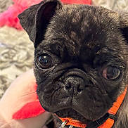 Bella joined the competition — help win amazing prizes! dog, puppy, pug, close_up, pet, collar, black_fur, cute, animal, indoor, toy, plush, blurred_background, face, whiskers, nose, ears, young, domestic, portrait