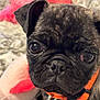 dog, puppy, pug, close_up, pet, collar, black_fur, cute, animal, indoor, toy, plush, blurred_background, face, whiskers, nose, ears, young, domestic, portrait