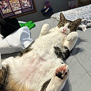 Sage is registered to the contest to win money with this photo: cat, tabby, pet, animal, indoor, bed, paw, fur, relaxed, cute, pink_paw, black_paw, white_fur, striped_fur, portrait, laying_down, cozy, poster, socks, room
