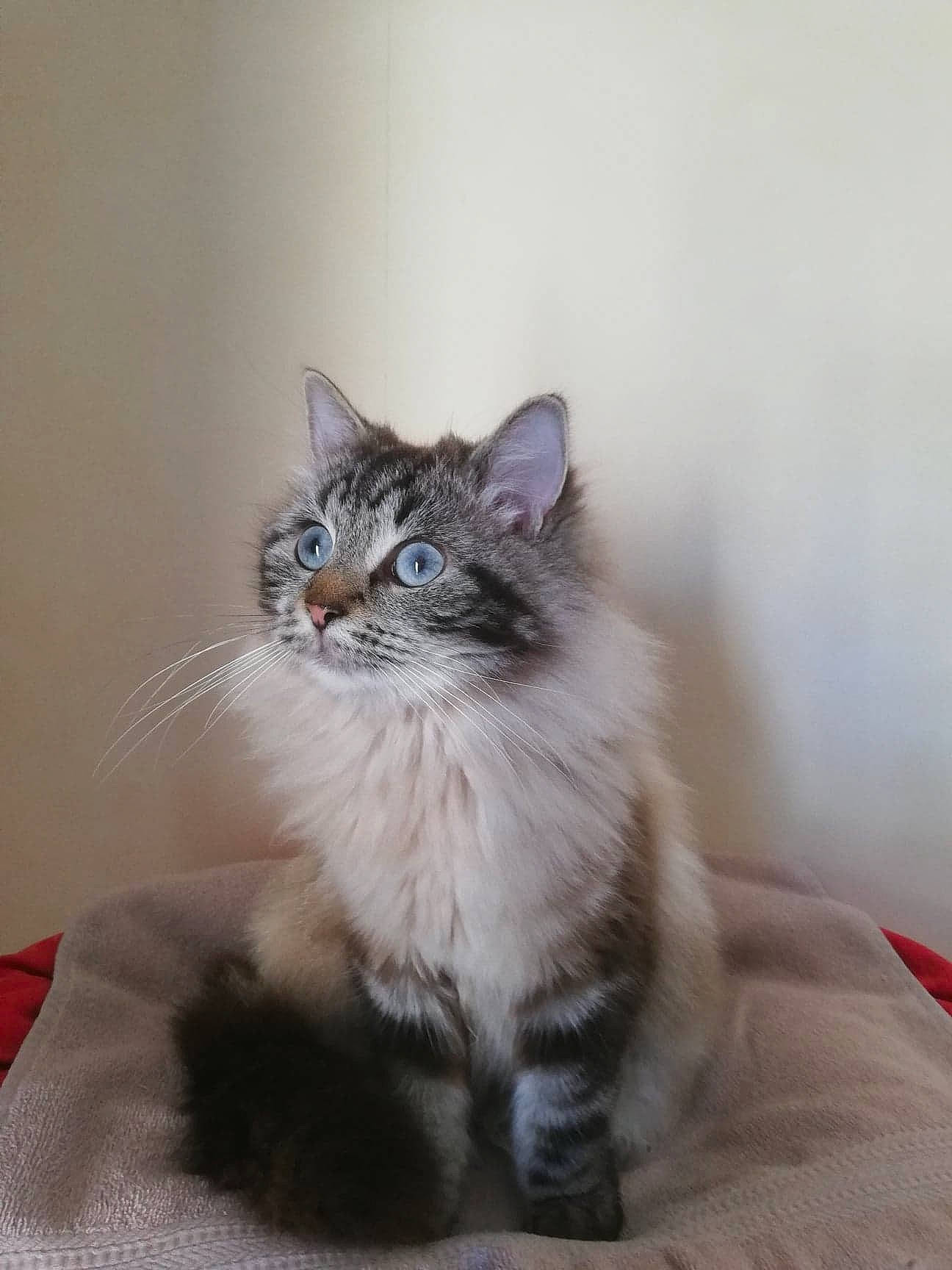 Noisette participe au concours pour gagner de l'argent avec cette photo : british_longhair, carnivore, cat, claw, comfort, domestic_short_haired_cat, door, felidae, fur, grey, paw, sitting, small_to_medium_sized_cats, snout, tail, terrestrial_animal, whiskers, window