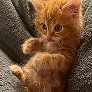 Toby Whipp is registered to the contest to win money with this photo: abyssinian, animal, blanket, cat, couch, furniture, kitten, manx, pet, siamese, towel