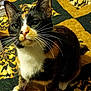 Mittens is registered to the contest to win money with this photo: aegean_cat, american_wirehair, cat, cat_like_mammal, domestic_short_haired_cat, european_shorthair, fauna, fur, kitten, small_to_medium_sized_cats, snout, whiskers