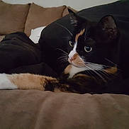 Mittens is registered to the contest to win money with this photo: black_cat, carnivoran, cat, cat_like_mammal, domestic_short_haired_cat, european_shorthair, fur, kitten, small_to_medium_sized_cats, whiskers