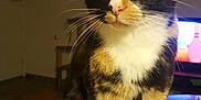 Mittens joined the competition — help win amazing prizes! aegean_cat, american_wirehair, carnivoran, cat, cat_like_mammal, domestic_short_haired_cat, european_shorthair, fauna, fur, kitten, small_to_medium_sized_cats, snout, whiskers