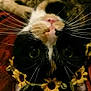 Mittens is registered to the contest to win money with this photo: carnivoran, cat, cat_like_mammal, close_up, fauna, kitten, mammal, small_to_medium_sized_cats, snout, vertebrate, whiskers