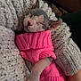 Cleopatra Rae joined the competition — help win amazing prizes! animal, close_up, comfort, cozy, cuddle, cute, feline, gray_sweater, hairless_cat, hand, indoor, knitted, person, pet, pink_sweater, relaxed, resting, sleeping, soft_texture, warm
