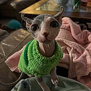 Cleopatra Rae joined the competition — help win amazing prizes! animal_portrait, blanket, bowl, cat, close_up, cozy, curious, domestic_animal, furniture, green_sweater, hairless_cat, indoor, knitted_sweater, living_room, pet, pink_blanket, soft_lighting, sphynx_cat, table, wide_eyes