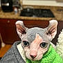 Cleopatra Rae is registered to the contest to win money with this photo: animal, blanket, cabinet, cat, close_up, countertop, curious, cute, ears, feline, gray_blanket, green_sweater, indoor, kitchen, knitted_sweater, large_eyes, pet, portrait, sphynx_cat, wrinkles