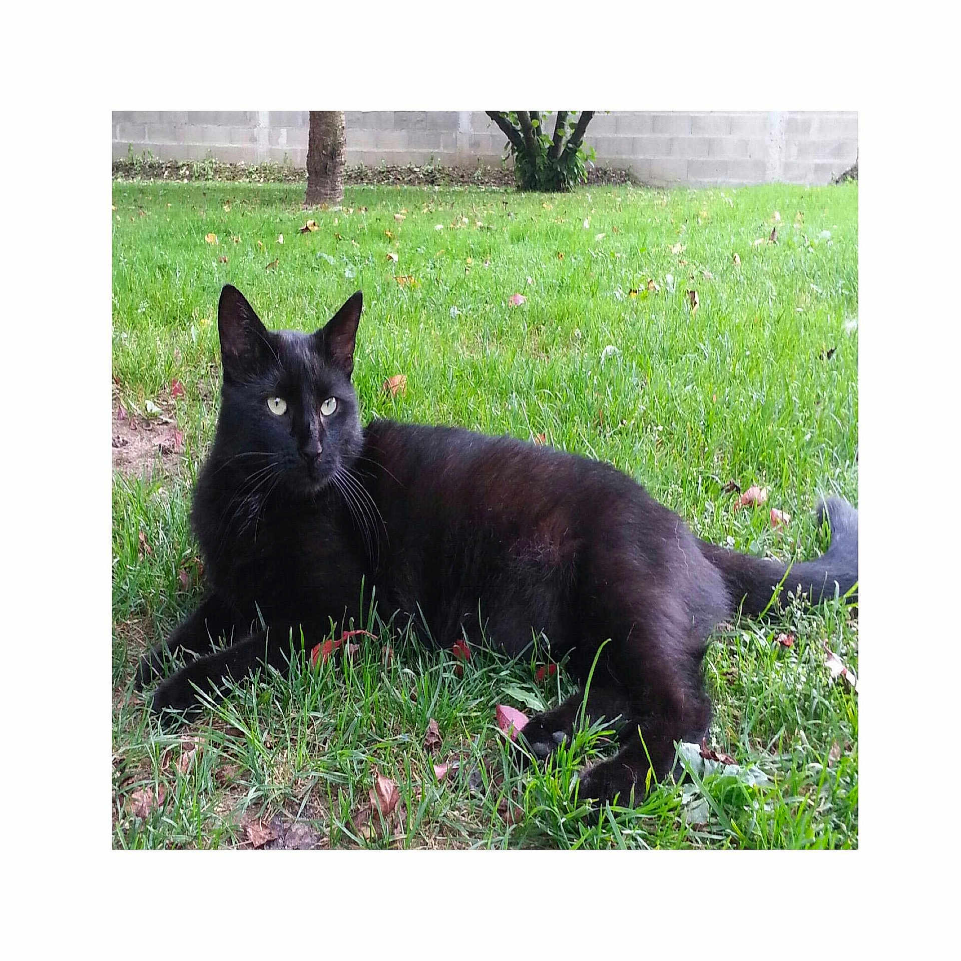 Garou