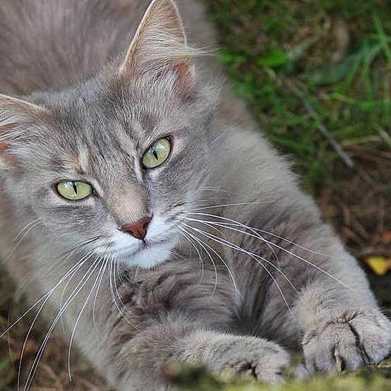 Huguette