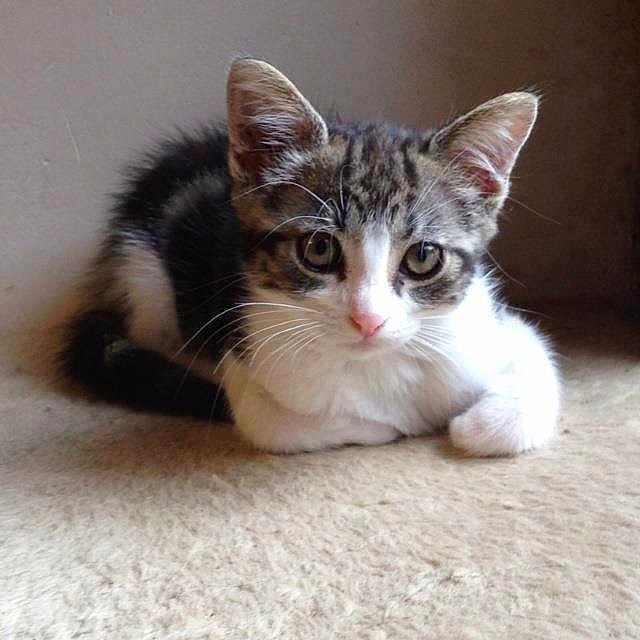 Lili