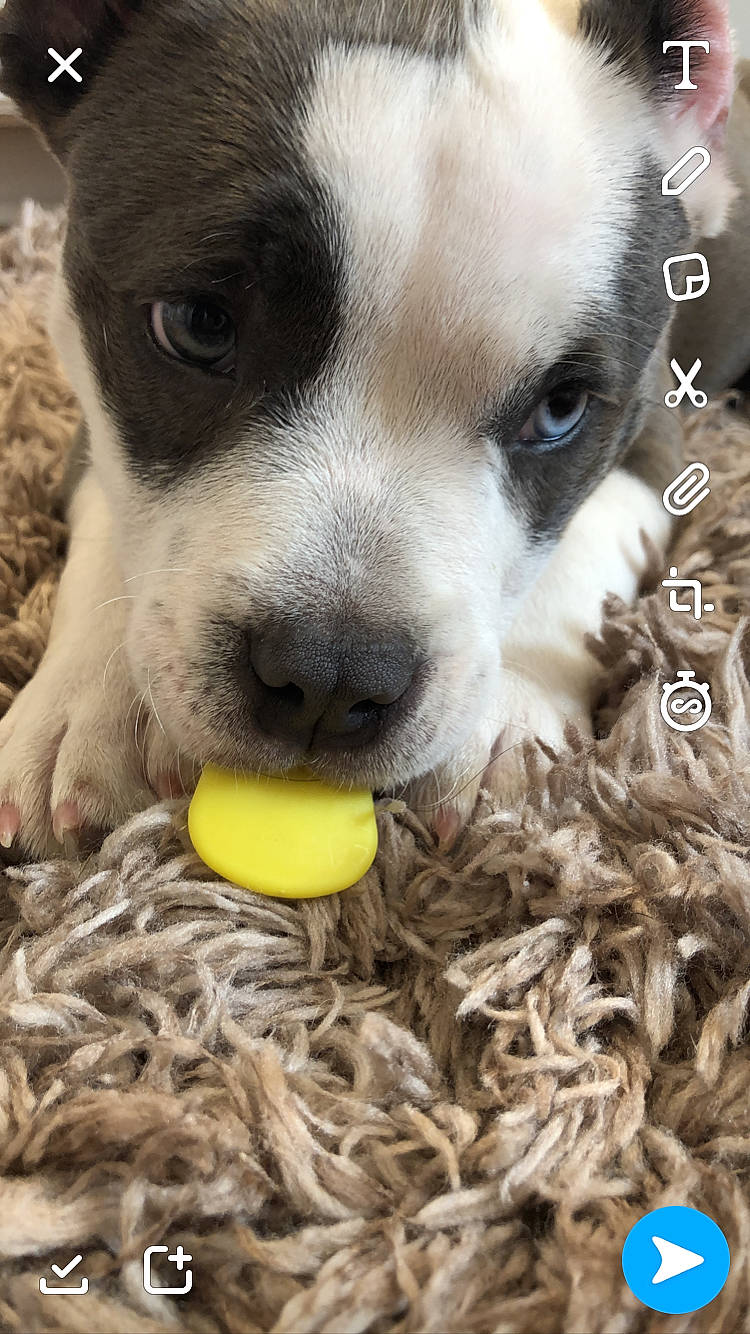 Sniper joined the competition — help win amazing prizes! canidae, carnivore, companion_dog, dog, dog_breed, dog_toy, fawn, mammal, non_sporting_group, nose, pit_bull, puppy, puppy_love, snout, sporting_group, tennis_ball, vertebrate