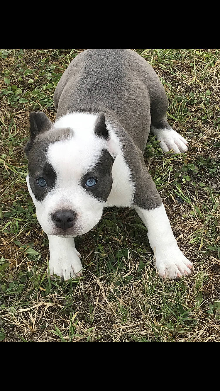 Sniper joined the competition — help win amazing prizes! american_pit_bull_terrier, american_staffordshire_terrier, ancient_dog_breeds, australian_bulldog, boston_terrier, canidae, carnivore, companion_dog, dog, dog_breed, grass, mammal, non_sporting_group, nose, puppy, rare_breed_dog, snout, sporting_group, toy_bulldog, vertebrate