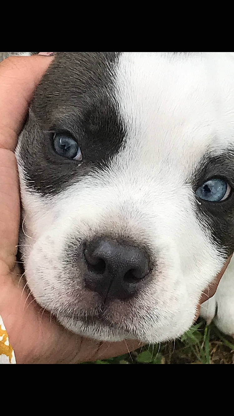 Sniper is registered to the contest to win money with this photo: american_pit_bull_terrier, american_staffordshire_terrier, canidae, carnivore, close_up, companion_dog, dog, dog_breed, eye, mammal, non_sporting_group, nose, pit_bull, puppy, puppy_love, rare_breed_dog, snout, sporting_group, vertebrate, whiskers