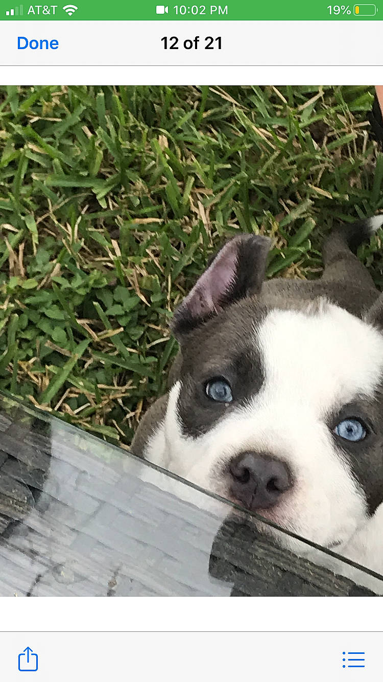 Sniper joined the competition — help win amazing prizes! american_staffordshire_terrier, australian_bulldog, boston_terrier, canidae, carnivore, companion_dog, dog, dog_breed, fawn, french_bulldog, grass, mammal, molosser, non_sporting_group, nose, puppy, snout, sporting_group, vertebrate