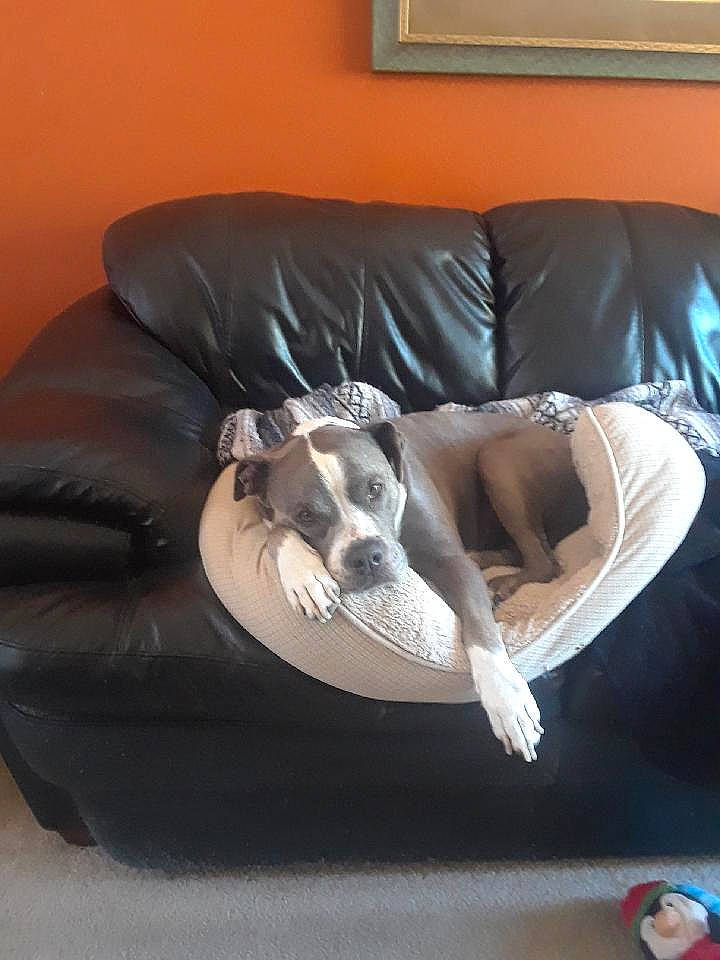 Kiley joined the competition — help win amazing prizes! canidae, carnivore, comfort, companion_dog, couch, dog, dog_breed, furniture, greyhound, italian_greyhound, linens, lurcher, room, whippet