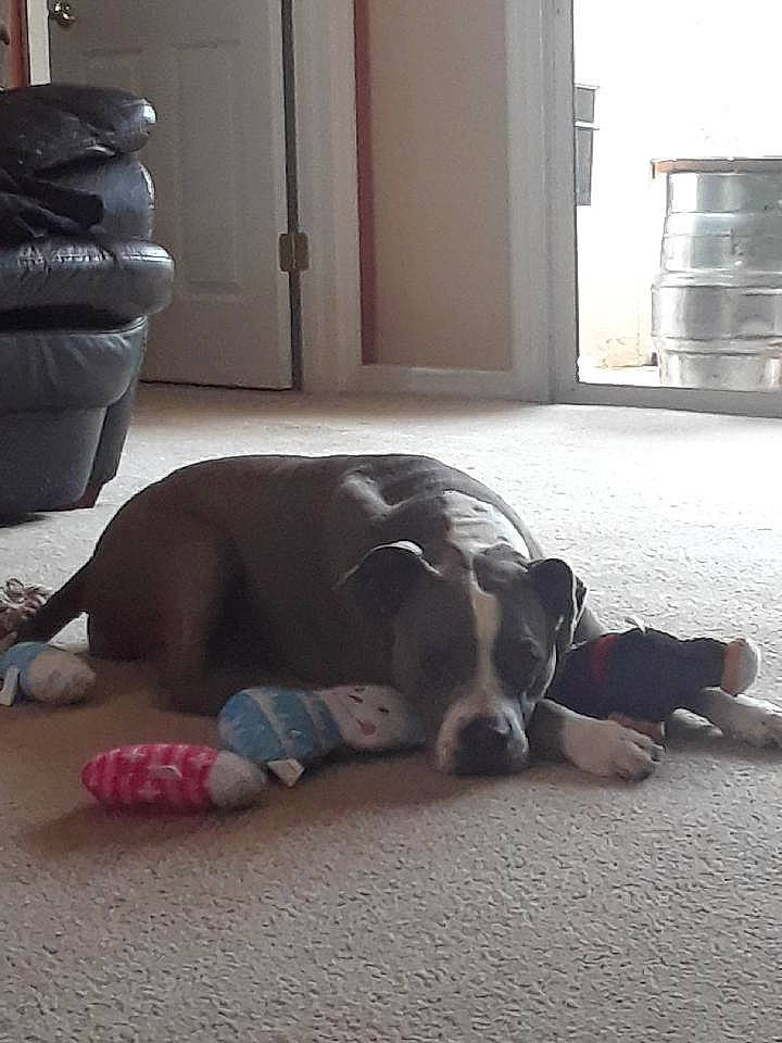 Kiley is registered to the contest to win money with this photo: american_pit_bull_terrier, american_staffordshire_terrier, canidae, carnivore, companion_dog, dog, dog_breed, fawn, floor, great_dane, mammal, nap, non_sporting_group, nose, pit_bull, puppy, sleep, snout, sporting_group, vertebrate