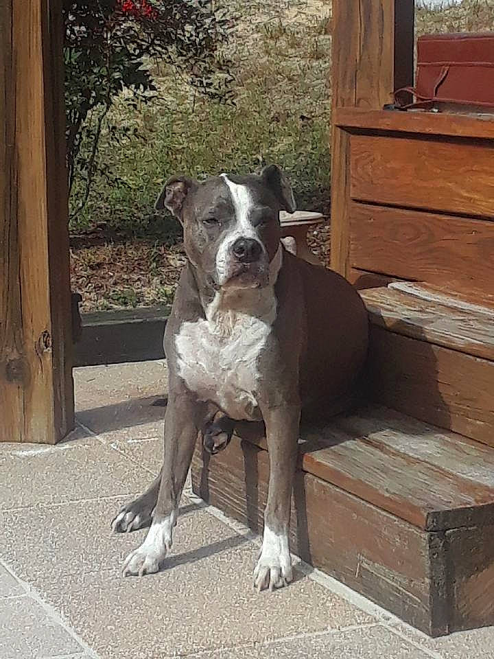 Kiley is registered to the contest to win money with this photo: american_bulldog, american_pit_bull_terrier, american_staffordshire_terrier, bandog, bully_kutta, canidae, carnivore, catahoula_bulldog, companion_dog, dog, dog_breed, fawn, mammal, molosser, non_sporting_group, pit_bull, rare_breed_dog, snout, sporting_group, vertebrate