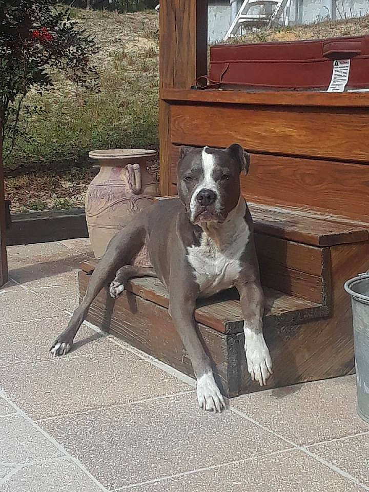 Kiley joined the competition — help win amazing prizes! american_bulldog, american_pit_bull_terrier, american_staffordshire_terrier, bully_kutta, canidae, carnivore, dog, dog_breed, fawn, mammal, non_sporting_group, sporting_group, vertebrate