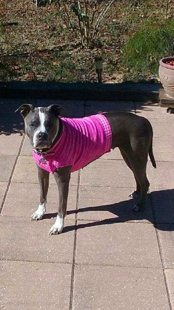 Kiley is registered to the contest to win money with this photo: american_pit_bull_terrier, american_staffordshire_terrier, canidae, carnivore, companion_dog, dog, dog_breed, dog_clothes, dog_walking, fawn, italian_greyhound, lurcher, mammal, non_sporting_group, pink, sporting_group, tail, vertebrate