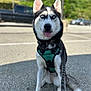 Zoe joined the competition — help win amazing prizes! animal, black_and_white, blue_eyes, canine, cute, daylight, dog, fur, harness, husky, leash, nature, outdoor, parked_cars, pavement, pet, siberian_husky, sitting, tongue_out, trees