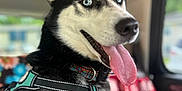 Zoe is registered to the contest to win money with this photo: dog, husky, blue_eyes, tongue_out, harness, black_and_white_fur, pet, canine, car_interior, seat_cover, happy, portrait, animal, domestic_animal, mammal, close_up, sitting, looking_back, daylight, indoors