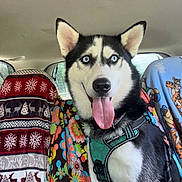 Zoe is registered to the contest to win money with this photo: dog, husky, blue_eyes, tongue_out, green_harness, car_interior, blanket, colorful, floral_pattern, holiday_pattern, seat_cover, pet, animal, happy, inside_car, window, fur, ears, sitting, bright