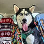 Zoe is registered to the contest to win money with this photo: animal, blanket, blue_eyes, bright, car_interior, colorful, dog, ears, floral_pattern, fur, green_harness, happy, holiday_pattern, husky, inside_car, pet, seat_cover, sitting, tongue_out, window