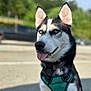 Zoe joined the competition — help win amazing prizes! dog, husky, blue_eyes, outdoor, pet, animal, tongue_out, harness, black_and_white, close_up, portrait, canine, nature, summer, sunlight, parked_cars, blurred_background, ears_up, happy, friendly