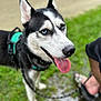 Zoe is registered to the contest to win money with this photo: dog, siberian_husky, blue_eyes, tongue_out, harness, leash, grass, person, footwear, sandals, outdoor, pet, canine, animal, closeup, portrait, happy, panting, nature, blurred_background