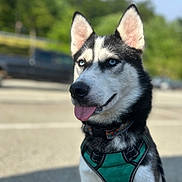 Zoe joined the competition — help win amazing prizes! alert, animal, black_and_white_fur, blue_eyes, blurred_background, canine, cute, dog, friendly, harness, husky, mammal, nature, outdoor, parking_lot, pet, portrait, sunlight, tongue_out, trees