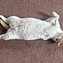 Milo joined the competition — help win amazing prizes! cat, white_cat, orange_cat, lying_down, carpet, relaxed, pet, feline, indoor, fluffy, cute, animal, resting, sleepy, domestic_cat, soft, fur, whiskers, pink_nose, claws