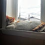 Milo joined the competition — help win amazing prizes! cat, sleeping, windowsill, orange_and_white, indoor, natural_light, relaxing, feline, pet, quiet, cozy, blurred_background, resting, fur, daylight, window, animal, calm, cute, domestic